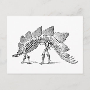 Stegosaurus Dinosaur Skeleton Fossil Briefkaart