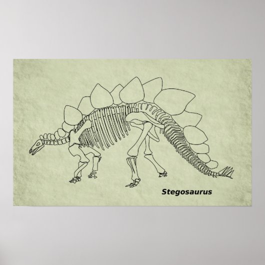 Stegosaurus Skeleton Poster (Voorkant)