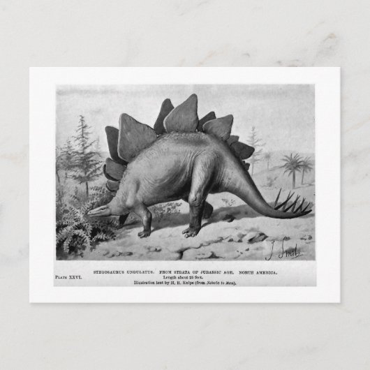 Stegosaurus ungulatus art briefkaart (Voorkant)