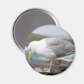 stehende Moewe Magneet (Voorkant / Achterkant)