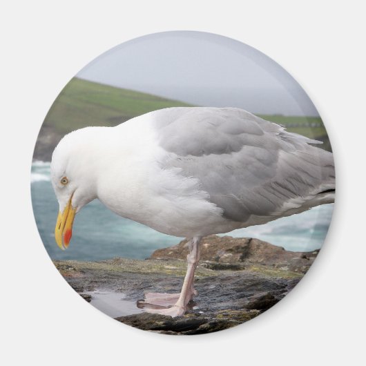 stehende Moewe Magneet (Voorkant)