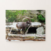 Stekelige berggeit legpuzzel (Horizontaal)