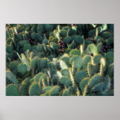 Stekelige cactussen poster (Voorkant)