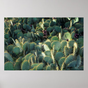 Stekelige cactussen poster
