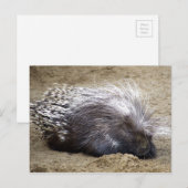 stekelvarken met een muis met een grote haas aan h briefkaart (Voorkant / Achterkant)