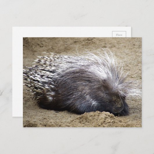 stekelvarken met een muis met een grote haas aan h briefkaart (Voorkant / Achterkant)