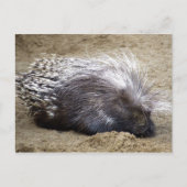 stekelvarken met een muis met een grote haas aan h briefkaart (Voorkant)