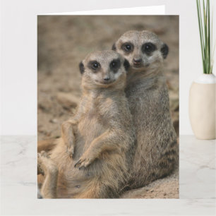 Stel stokstaartjes kaart