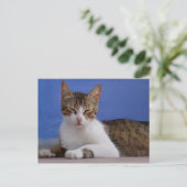 Stella Cat Briefkaart (Staand voorkant)