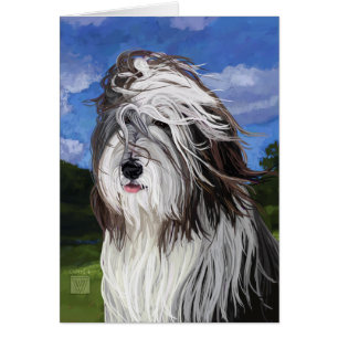 Stella de Engelse Sheep Dog