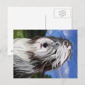 Stella de Engelse Sheep Dog Briefkaart (Voorkant / Achterkant)
