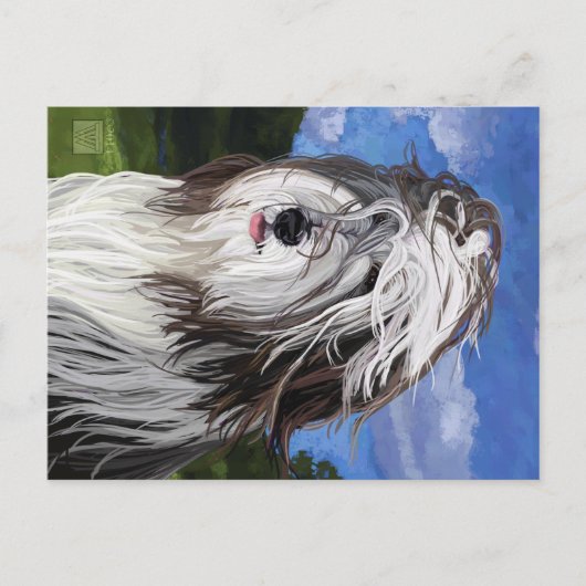 Stella de Engelse Sheep Dog Briefkaart (Voorkant)