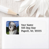 Stella de Engelse Sheep Dog Etiket (Insitu)