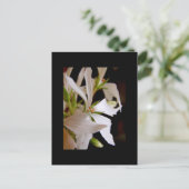 Stellaire geranium "Vectis glitter" Briefkaart (Staand voorkant)