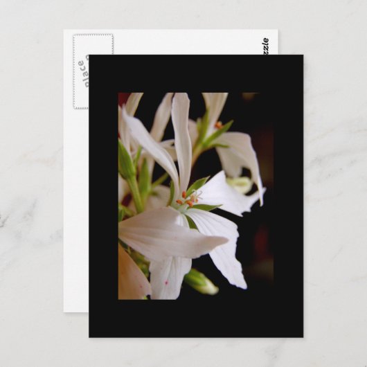 Stellaire geranium "Vectis glitter" Briefkaart (Voorkant / Achterkant)