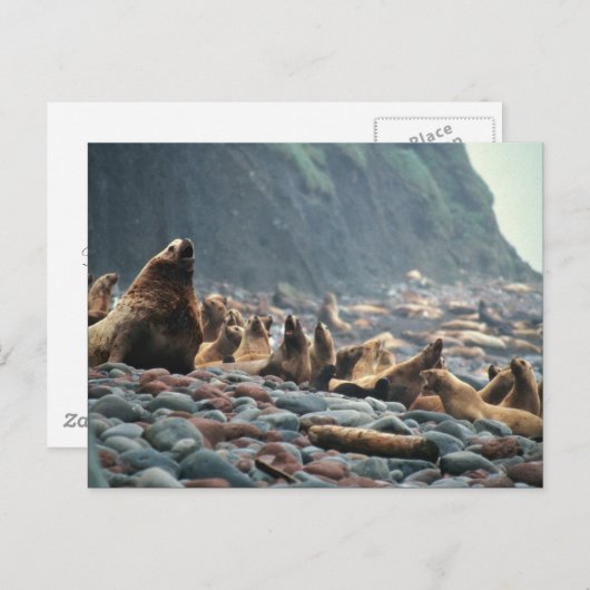 Stellaire zeeen leeuwen op Buldir Island Briefkaart (Voorkant / Achterkant)