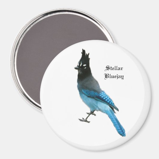 Stellar Blue Jay magnet (Voorkant / Achterkant)