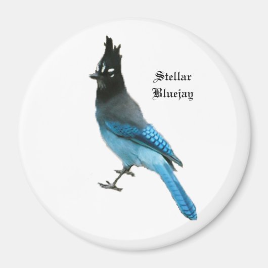 Stellar Blue Jay magnet (Voorkant)