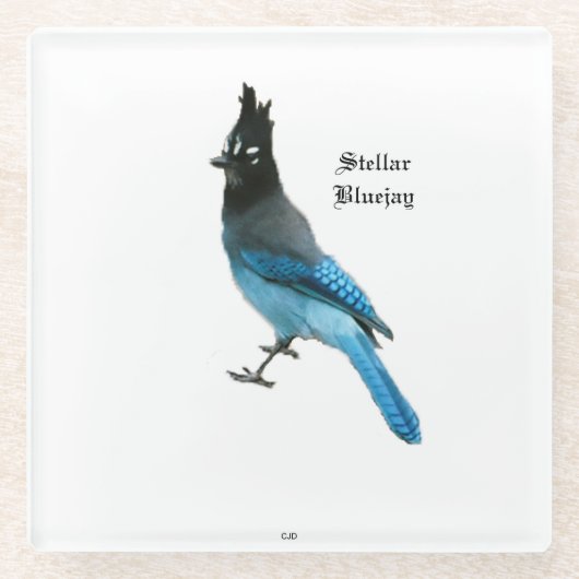 Stellar Blue Jay onderzetter (Voorkant)