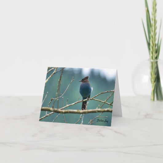 Stellar Jay Bird op een tak Bedankkaart (Voorkant)