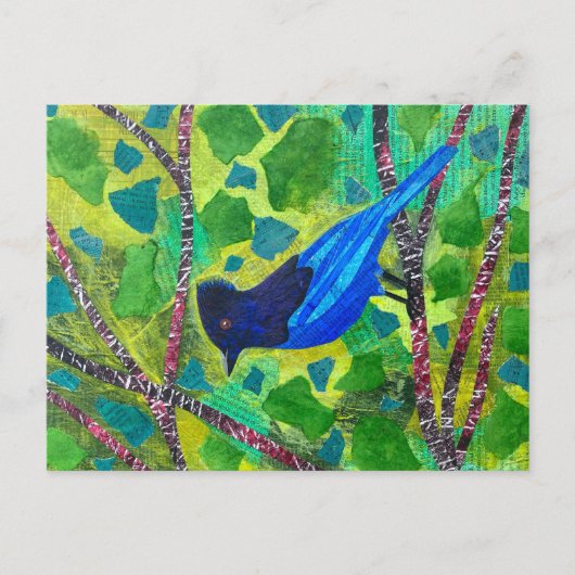Stellar Jay Briefkaart (Voorkant)
