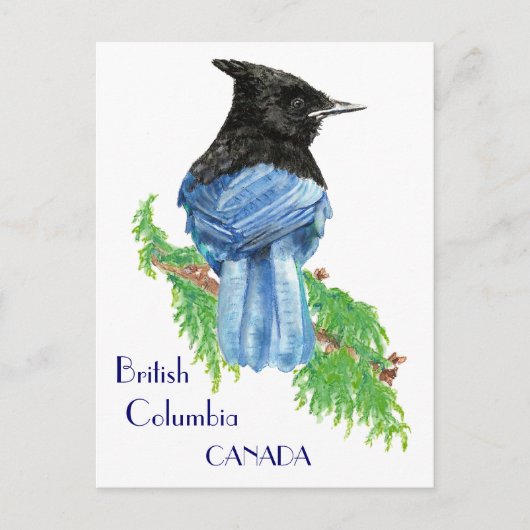 Stellar Jay, British Columbia, Bird, Natuur Briefkaart (Voorkant)