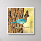 Stellar Jay Canvas Afdruk (Voorkant)