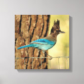 Stellar Jay Canvas Afdruk (Voorkant)