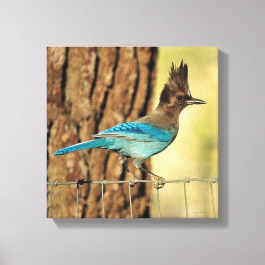 Stellar Jay Canvas Afdruk (Voorkant)