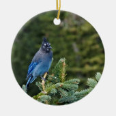 "Stellar Jay" Keramisch Ornament (Voorkant)