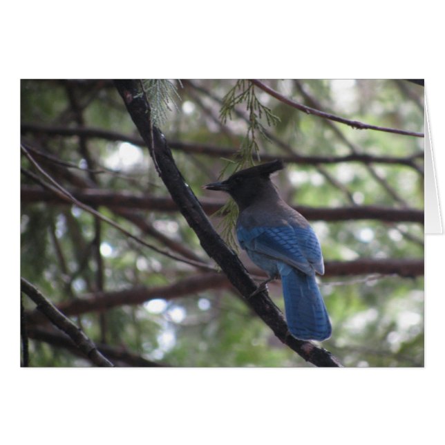 Stellar Jay- Yosemite (Voorkant Horizontaal)