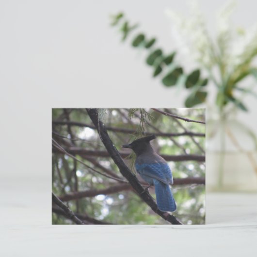 Stellar Jay- Yosemite Briefkaart (Staand voorkant)