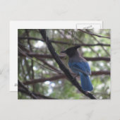 Stellar Jay- Yosemite Briefkaart (Voorkant / Achterkant)