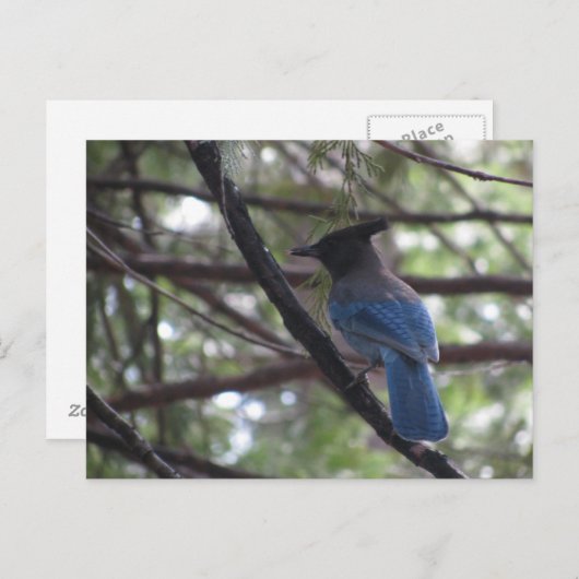 Stellar Jay- Yosemite Briefkaart (Voorkant / Achterkant)