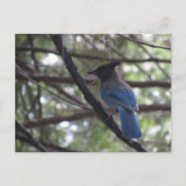 Stellar Jay- Yosemite Briefkaart (Voorkant)