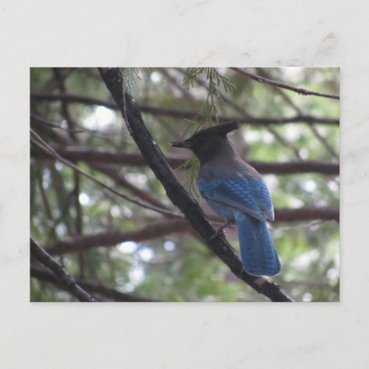 Stellar Jay- Yosemite Briefkaart (Voorkant)