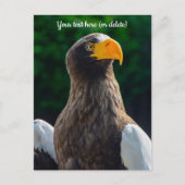 Stellar Sea Eagle Ansichtkaart Briefkaart (Voorkant)