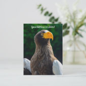 Stellar Sea Eagle Ansichtkaart Briefkaart (Staand voorkant)