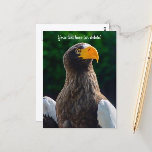 Stellar Sea Eagle Ansichtkaart Briefkaart (Voorkant / Achterkant in situ)