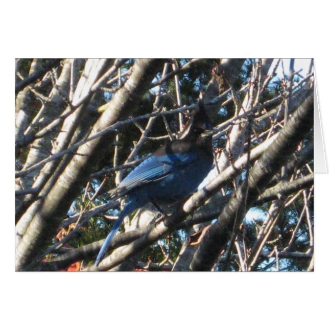 Stellars Jay (Voorkant Horizontaal)