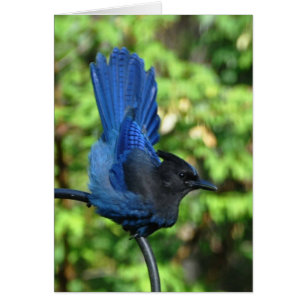 Stellar's Jay