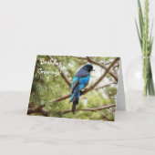 Stellars Jay Blue Bird Birthday Kaart Vogelliefheb (Voorkant)
