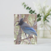 Stellars Jay Briefkaart (Staand voorkant)