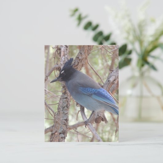 Stellars Jay Briefkaart (Staand voorkant)