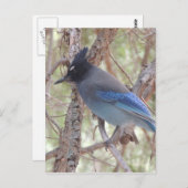Stellars Jay Briefkaart (Voorkant / Achterkant)