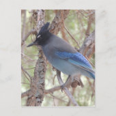 Stellars Jay Briefkaart (Voorkant)