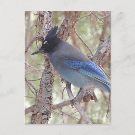 Stellars Jay Briefkaart (Voorkant)