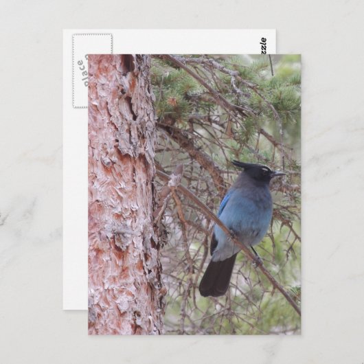 Stellars Jay Briefkaart (Voorkant / Achterkant)