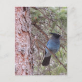 Stellars Jay Briefkaart (Voorkant)
