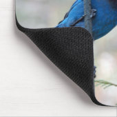 Stellar's Jay Muismat (Hoek)